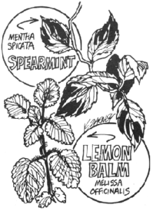 Plants to Protect the Gardener: Natural Insect Repellents Image